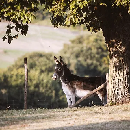Rustico Del Conero Camerano