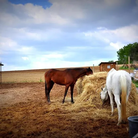Alloggio per agriturismo Rustico Del Conero Camerano