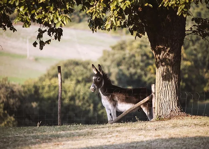 Rustico Del Conero Camerano